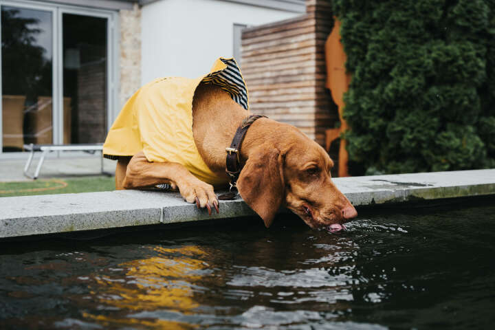 HUNTER Hundemantel Milford